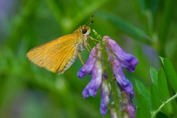 Female Delaware Skipper Butterfly Collecting Nectar From A Cow Vetch Flower. Todmorden Mills Park, Toronto, Ontario, Canada.