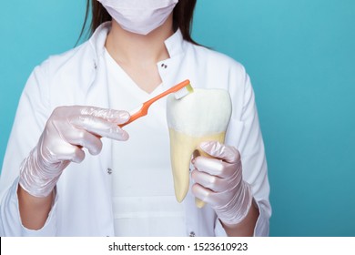 Female dentist holding tooth and brush showing process of cleaning isolated.
