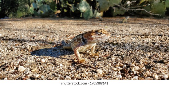 Female desert spiny lizard, Sceloporus magister with prickly pear cactus in the Sonoran Desert. A wild reptile, native to the desert southwest in the USA. Pretty orange, red, black and white markings.