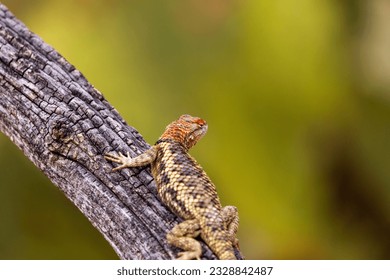 A female desert spiny lizard, Sceloporus magister, displaying breeding colors of orange and yellow while basking on a fallen dead log in the Sonoran Desert. Pima County, Tucson, Arizona, USA.