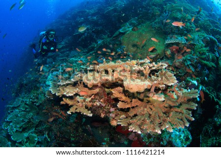 Female Diver scuba diving on a coral reef with nice hard corals in Komodo National Park, Indonesia