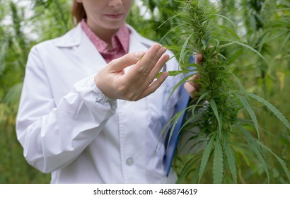 Female Doctor With Clipboard Testing Cannabis Sativa Flowers In The Field