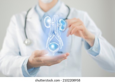 Female doctor holding virtual Bladder and Kidneys in hand. Handrawn human organ, Blurred photo, raw colors. Healthcare hospital service concept stock photo