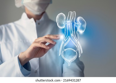 Female doctor touches virtual Bladder and Kidneys in hand. Blurred photo, handrawn human organ, highlighted blue as symbol of recovery. Healthcare hospital service concept stock photo