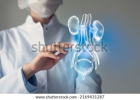 Female doctor touches virtual Bladder and Kidneys in hand. Blurred photo, handrawn human organ, highlighted blue as symbol of recovery. Healthcare hospital service concept stock photo Foto stock © 