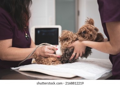 Female doctors from the veterinary team are doing an ultrasound scan of a cute beautiful dog. Yorkshire. Veterinary concept. - Powered by Shutterstock