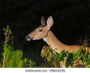 female doe adult wild white-tailed deer (Odocoileus virginianus) coming out of shadows, profile view with face detail, plant life surrounding, dark background