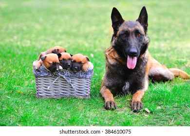 Female Dog Belgian Shepherds Malinois Puppies Stock Photo 384610075 ...