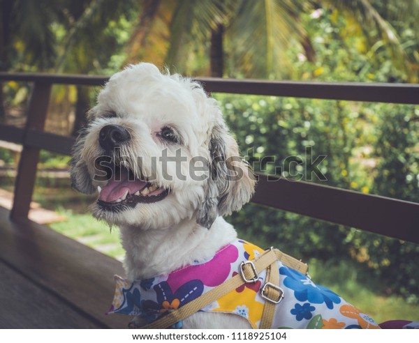 Female Dog Cute Small Dog Short Stock Photo Edit Now 1118925104