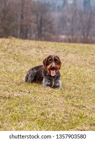 Female Dog Grin Like A Cheshire Cat. Bohemian Wire-haired Pointing Griffon Lying In Grass And Waiting On Signal For Hunt. Dog With His Owner On Hunting.