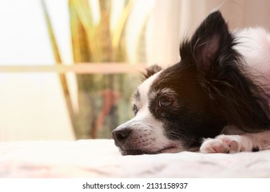 female dog lying comfortably in her owner's bed, happy, calm, preparing for a nap. isolated on clear and warm background. Close up. Copyspace. - Powered by Shutterstock