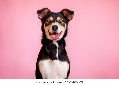 female dog in pink background. pet portraits. happy animals - Shutterstock ID 1671496543