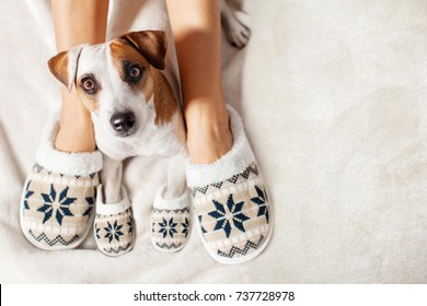 Female And Dog In Slippers. Warm Clothing Family Home