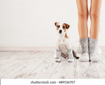 Female And Dog In Socks. Warm Clothing Family Home