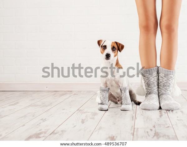 Female and\
dog in socks. Warm clothing family\
home