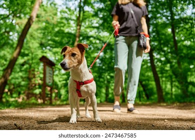 Female dog walker walks her Jack Russell terrier dog in summer park, leads it on leash. Cute pet at morning walking. Woman with her pet have fun outdoors - Powered by Shutterstock