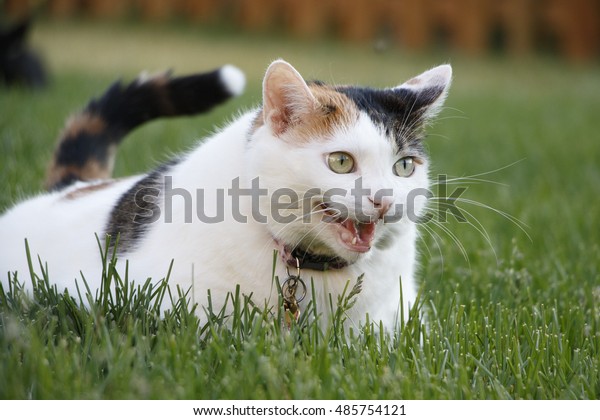 Female Domestic Short Hair Calico Pet Stock Photo Edit Now 485754121