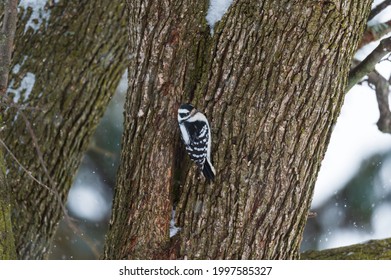 A Female Downy Woodpecker On A Tree During A Snowstorm In Linden, Michigan.