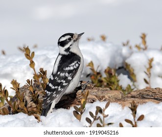 A female downy woodpecker perched on a branch. - Powered by Shutterstock