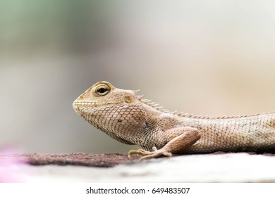 Female Dragon Lizard Stock Photo 649483507 | Shutterstock