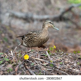Female Duck in grass Mallard Ducks - Shutterstock ID 280802867