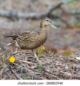 Female Duck in grass Mallard Ducks - Shutterstock ID 280802948