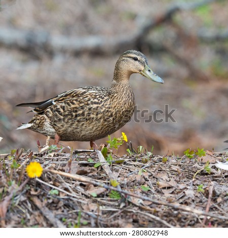 Female Duck in grass Mallard Ducks