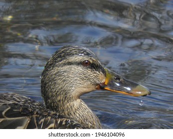 Female duck (mallard) simming in a river.