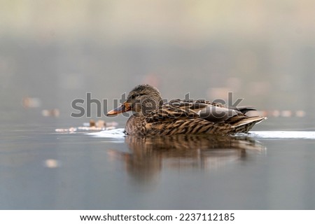 Female duck swimming on a lake on a cold winter morning