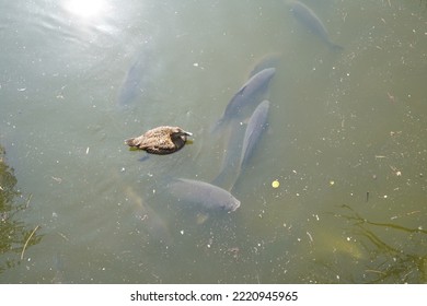 Female Duck Is Swimming Over A Flock Of Carp-like Fish Or Cypriniformes Shoaling In Turbid Stagnant Water Of An Artificial Pond. They Are Just Below The Water Level To Enjoy Warm Sunrays.