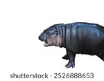 A female dwarf baby pygmy hippo called Moo Deng pettish peevish Dwarf species of hippopotamus Pygmy Hippo Calf Captures Hearts The chubby pygmy hippo has firm, plump and bouncy skin at Khao Kheow Zoo.