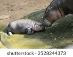 A female dwarf baby pygmy hippo called Moo Deng pettish peevish Dwarf species of hippopotamus Pygmy Hippo Calf Captures Hearts The chubby pygmy hippo has firm, plump and bouncy skin at Khao Kheow Zoo.