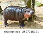 A female dwarf Pygmy hippo in Khao Kheow Open Zoo , Chonburi Thailand