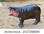 A female dwarf Pygmy hippo in Khao Kheow Open Zoo , Chonburi Thailand