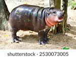 A female dwarf Pygmy hippo in Khao Kheow Open Zoo , Chonburi Thailand