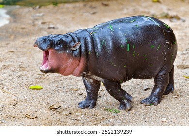 A female dwarf Pygmy hippo in Khao Kheow Open Zoo in Chonburi Thailand - Powered by Shutterstock