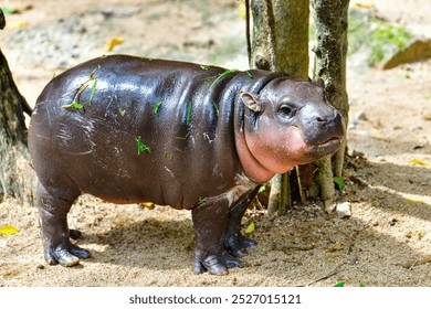 A female dwarf Pygmy hippo in Khao Kheow Open Zoo , Chonburi Thailand - Powered by Shutterstock