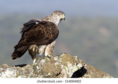 Female of Bonelliâ??s eagle on a rock. Aquila fasciata