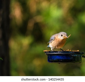 Female Eastern Blue Bird Eating Meal Worms.