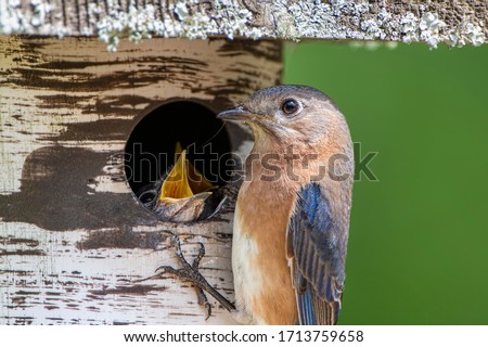 Female Eastern Bluebird Attending to Her Young in Nesting Box