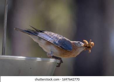 Female eastern bluebird with beak full of mealworms