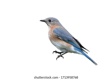 Female Eastern Bluebird Isolated On White Background