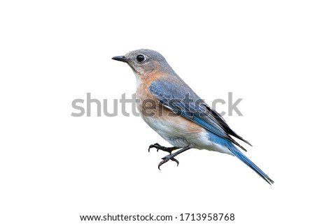 Female Eastern Bluebird Isolated on White Background