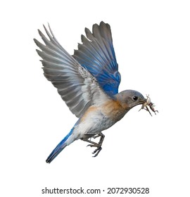 Female Eastern Bluebird - Sialia Sialis -flying With Two Brown Field Crickets In Her Mouth Isolated Cutout On White Background