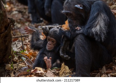 Female Eastern chimpanzee with her young infant in natural habitat