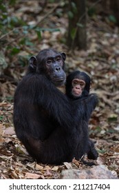 Female Eastern Chimpanzee With Her Young Infant In Natural Habitat