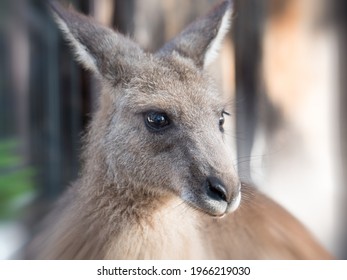 Female Eastern Grey Kangaroo from Australia that greeted us every morning for its daily feed.