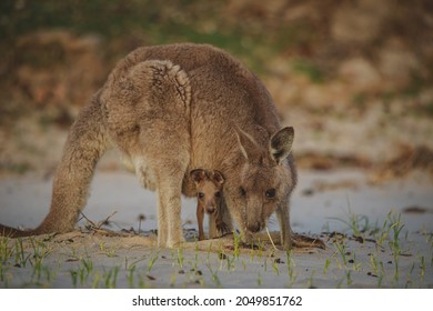 Female Eastern Grey Kangaroo with a joey in her pouch