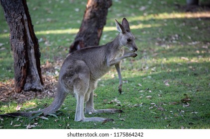 Female Eastern Grey Kangaroo (Macropus giganteus) 