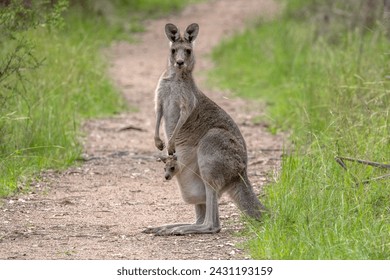 A female Eastern Grey Kangaroo (Macropus giganteus) standing on a bush track in New South Wales, Australia, with a joey in her pouch and looking at the camera. - Powered by Shutterstock